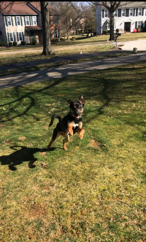 German Shepherd – Handsome shepherd/terrier mix puppy!