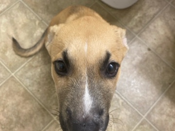 American Pit Bull Terrier - pick up soon as possible  available for adoption in Macomb