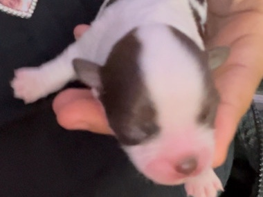 Yorkie Poo - yorkies  available for adoption in Chicago