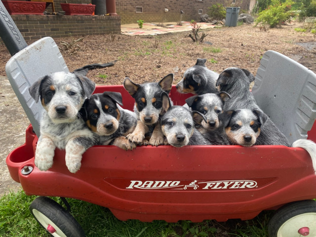 Australian Cattle Dog – Blue heeler puppies
