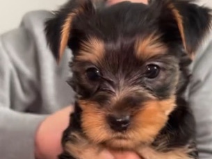 Yorkshire Terrier – 2 yorkies available – Avondale