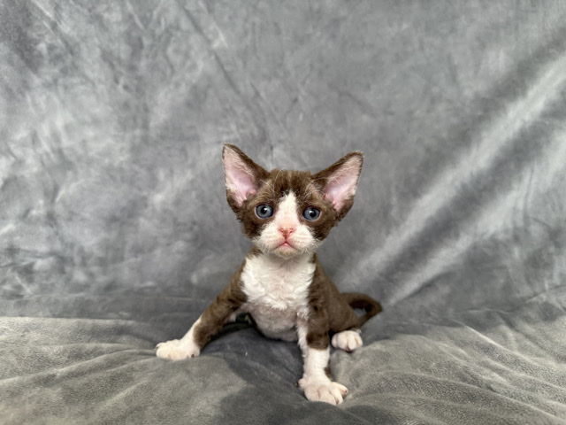 Barney White & Chocolate Tabby Devon Rex Boy