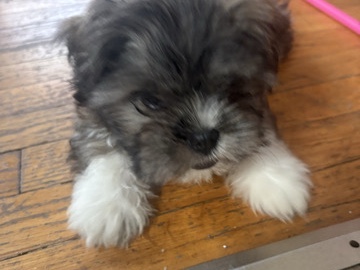 Shih Tzu – Adorable Shih Tzu Puppy – 2 Months Old in Eastpointe – Eastpointe