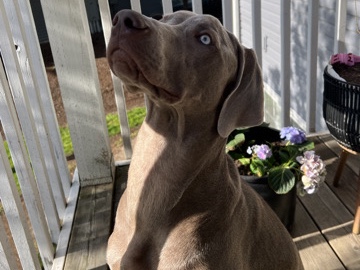 Weimaraner – Weimaraner pup champion bloodline – Gresham