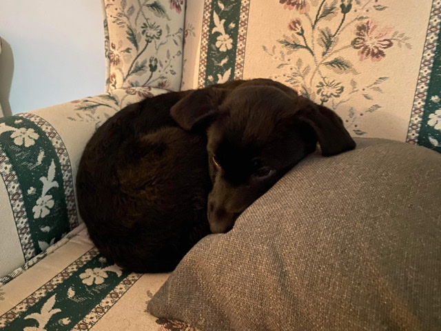 Labrador Retriever – Belgian malious black lab puppy