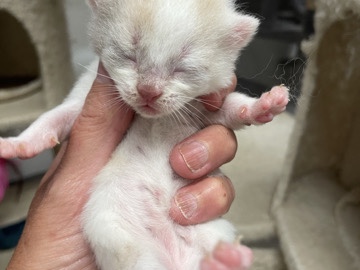 British Shorthair – British Shorthair harlequin kittens – Manningtree