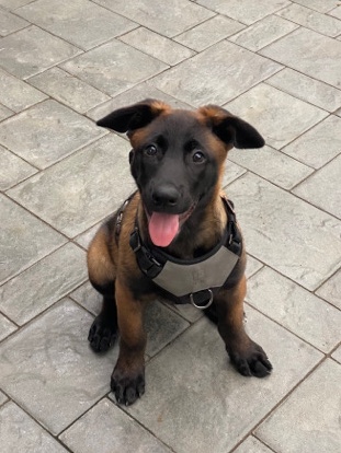 Belgian Shepherd Dog (Malinois) – Belgian Milanois