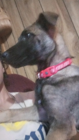 German Shepherd – mogely