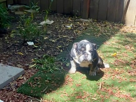 Bulldog – Micro english bulldog – Vallejo
