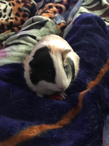 rehoming my 2 female Guinea pigs