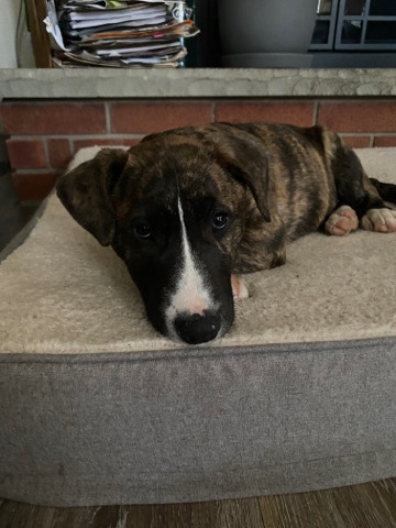 Bull and Terrier – Lab X bull terrier