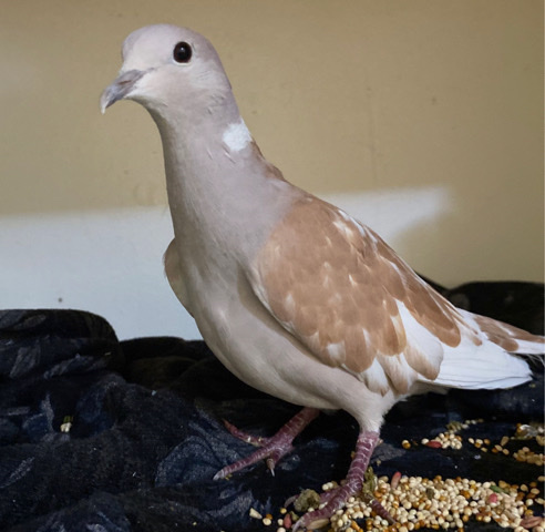 Dove – ring neck dove