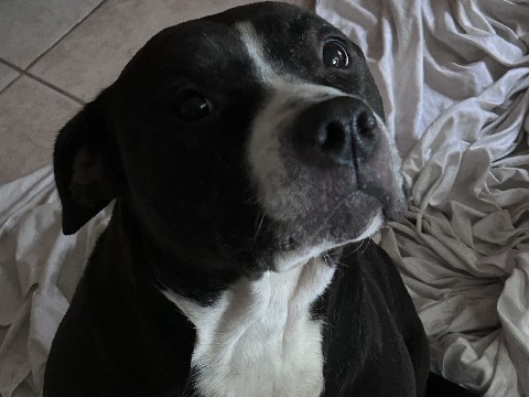 American Pit Bull Terrier – rehoming female pitbull – Shepherdsville