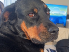 Rottweiler – rottie mix – Mossyrock