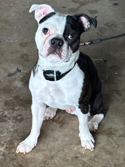 Boston Terrier – Boston terrier