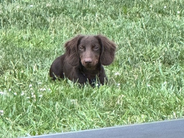 miniature dachshund ( Lenny )