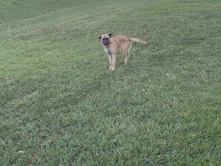 German Shepherd – German Sheperd For Sale