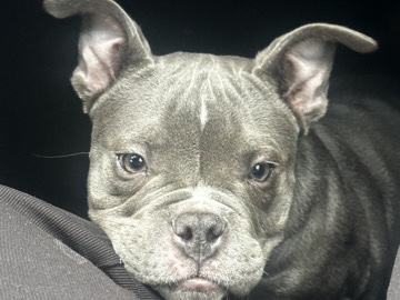 Bulldog – Exotic(micro) Bully Blue Tron (BOY) – Compton