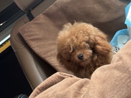 Poodle – Korean toy poodle – Stamford
