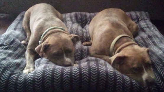 American Pit Bull Terrier – re-home 2 Staffordshire bull terrier sisters
