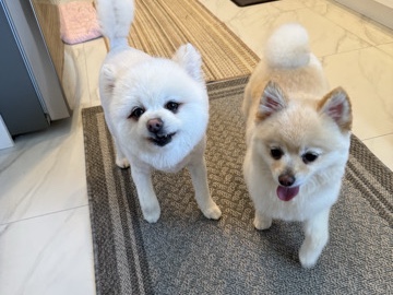 Pomeranian – Two Pomeranians – 本拿比