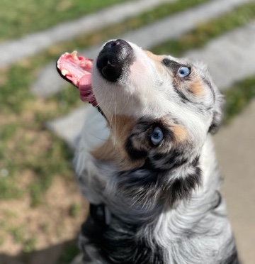 Australian Shepherd – Harper needs a loving & comfortable home!