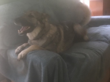 German Shepherd – riley – West Creek