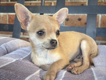 Chihuahua – tiny male chihuahua for sale in sydney – Old Guildford