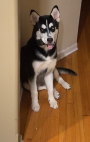 Siberian Husky – 6.5 month old husky