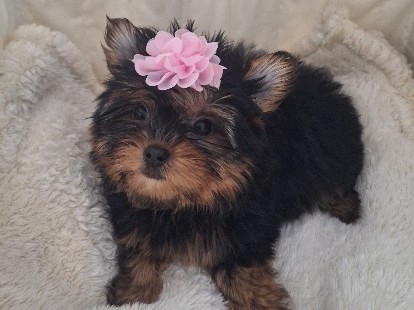 Yorkshire Terrier – Teacup Yorkie – Palm Bay