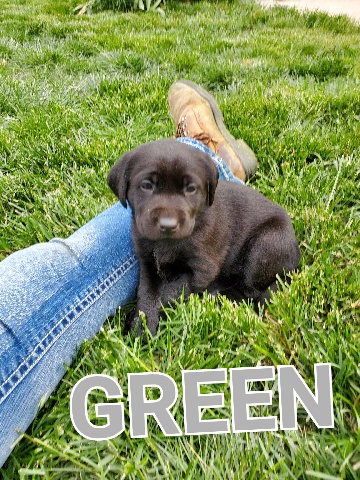 Labrador Retriever – Labrador Retriever