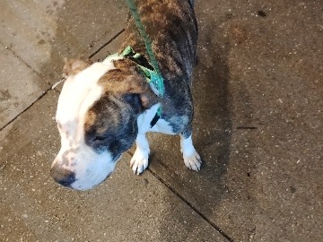 American Pit Bull Terrier – Zues – New York