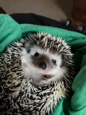 hedgehog – Female Hedgehog