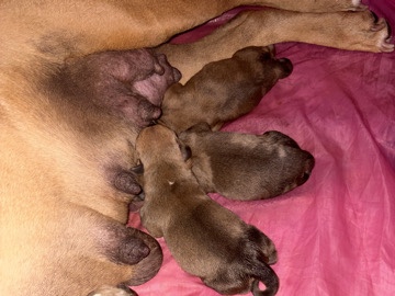 Mixed Breed – free puppies when ready – Chattanooga
