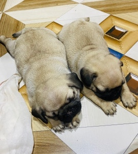 Pug – Pug puppy