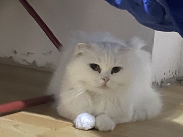British Longhair – Katze – Wien