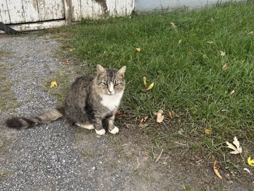 fluffy tabby – Loysville