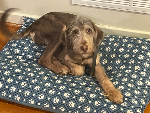 Labrador Retriever – selling labradoodle