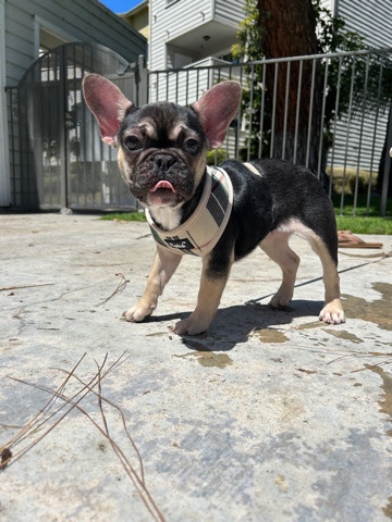 French Bulldog – Female French Bull Dog