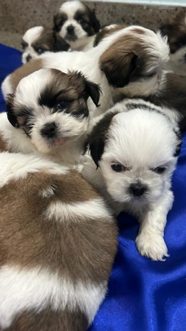 Shih Tzu – Shih Tzu (Blue eye pop)