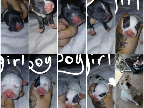 American Pit Bull Terrier – blue nose xl puppies for sale – Deltona