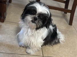 Shih Tzu – REHOMING SHIH TZU – Pasadena