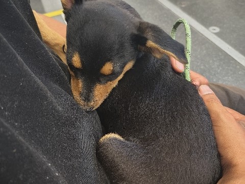 Australian Kelpie – puppy – La Mesa