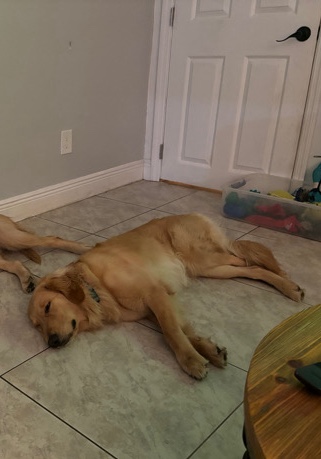 Golden Retriever – golden retriever 1 year old