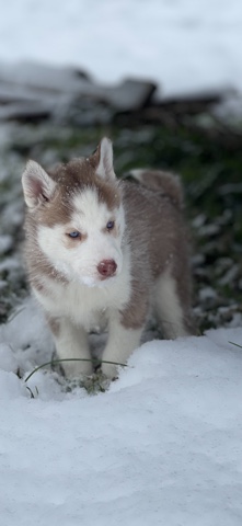 Siberian Husky – Male Siberian Husky Puppy