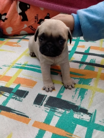 Pug – Male Pug puppy