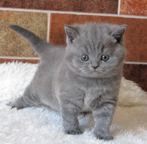 British Shorthair – British shorthair kittens