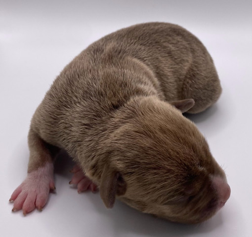 American Bulldog – American bully PUPPIES 🐶