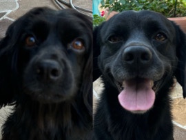 Labrador Retriever – i am looking for an amazing home – Lewisville