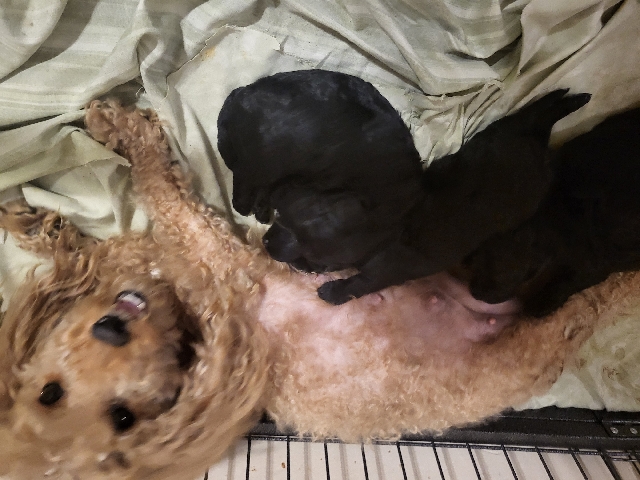 Poodle – ZT Loving toy poodles